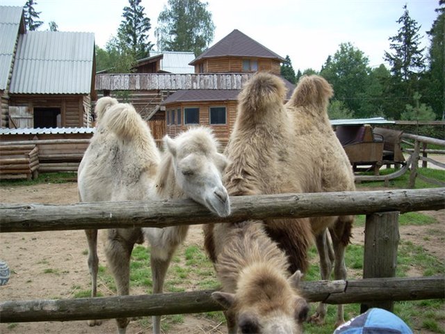 Парк Простоквашино в Вербилках - верблюд
